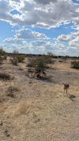 Springbock, Etosha Nationalpark