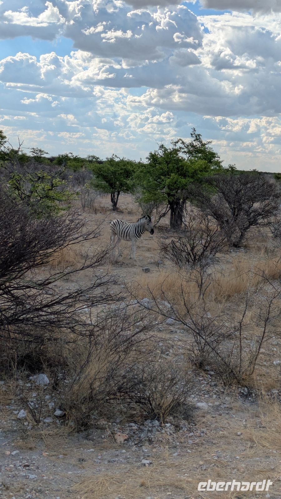 Zebra, Etosha Nationalpark