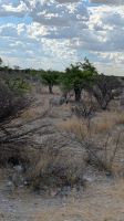 Zebra, Etosha Nationalpark