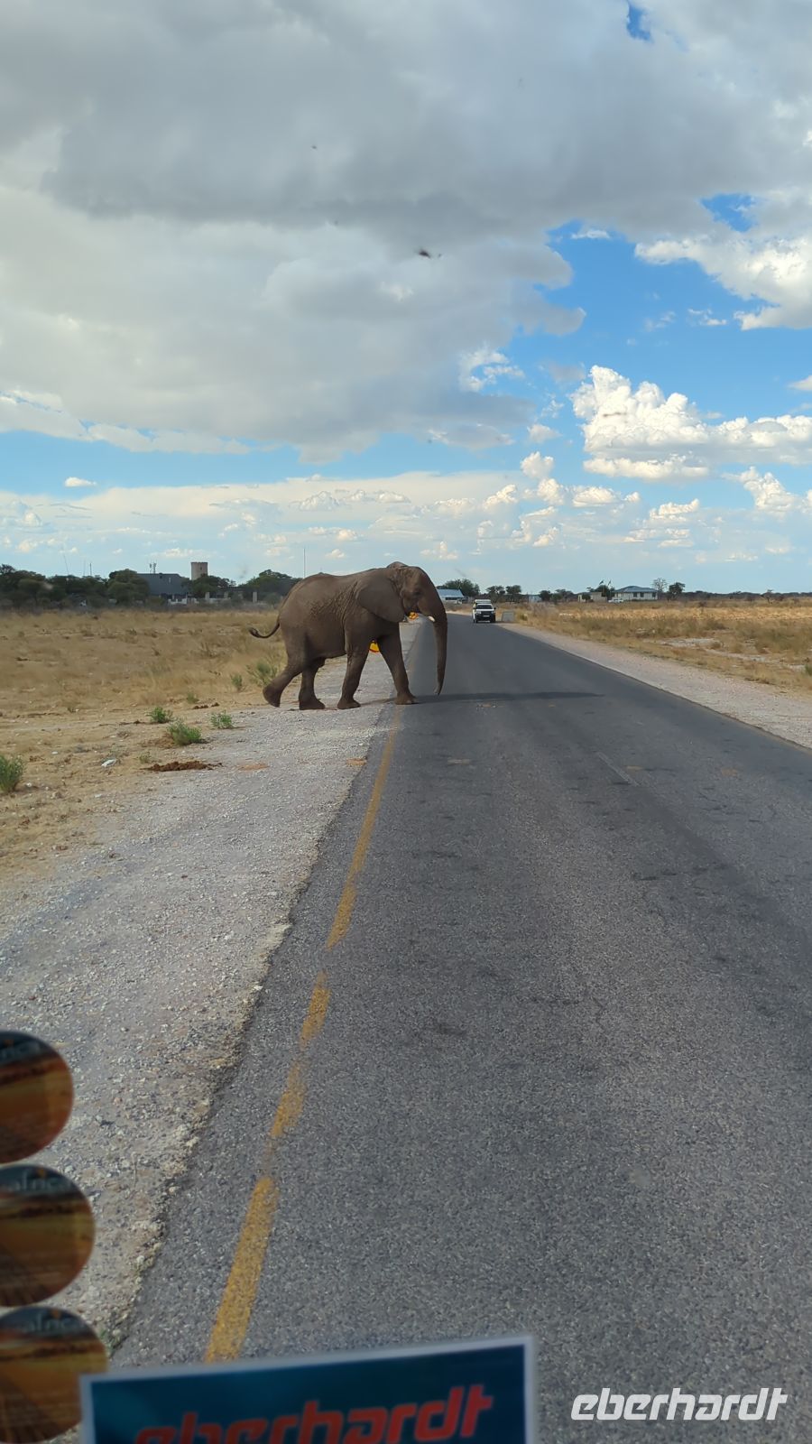 Elefant läuft über die Straße, Etosha Nationalpark