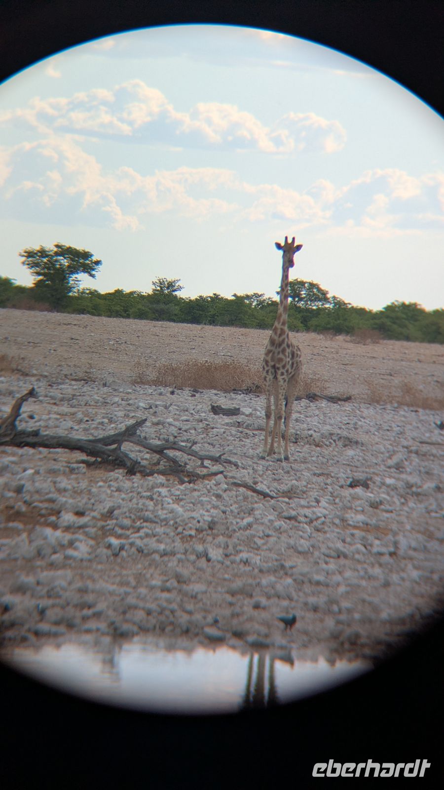Giraffe am Wasserloch (durch das Fernglas fotografiert), Etosha Nationalpark
