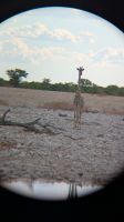Giraffe am Wasserloch (durch das Fernglas fotografiert), Etosha Nationalpark