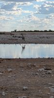 Giraffe am Wasserloch, Etosha Nationalpark
