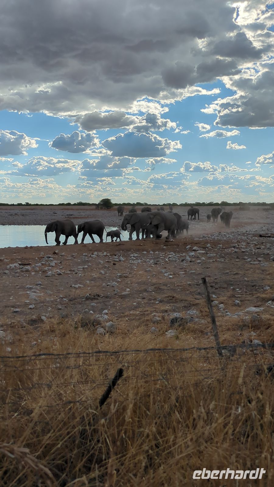 Elefantenherde, Etosha Nationalpark