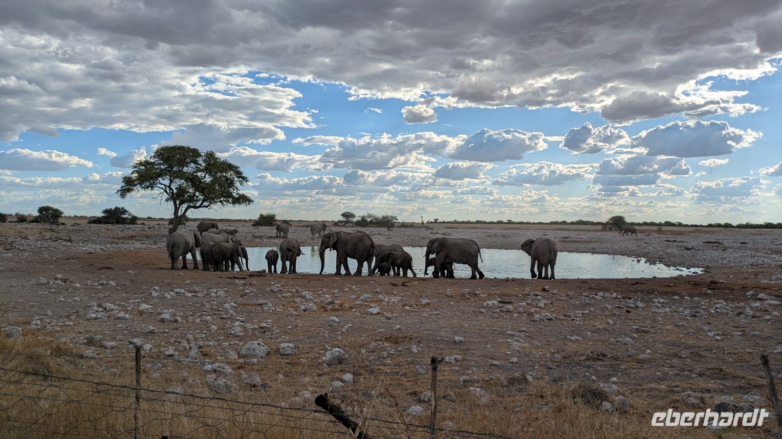 Elefantenherde, Etosha Nationalpark