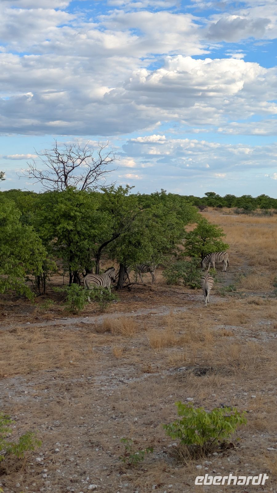 Zebras, Etosha Nationalpark