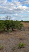 Zebras, Etosha Nationalpark