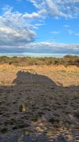 Jeeptour, Etosha Nationalpark