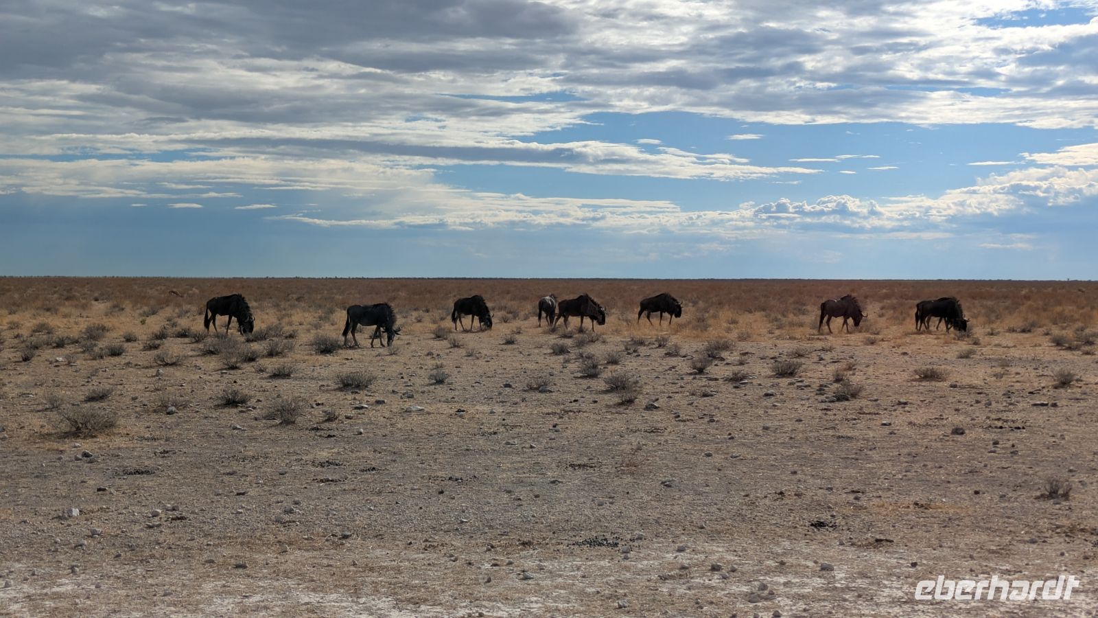 Gnus, Etosha Nationalpark