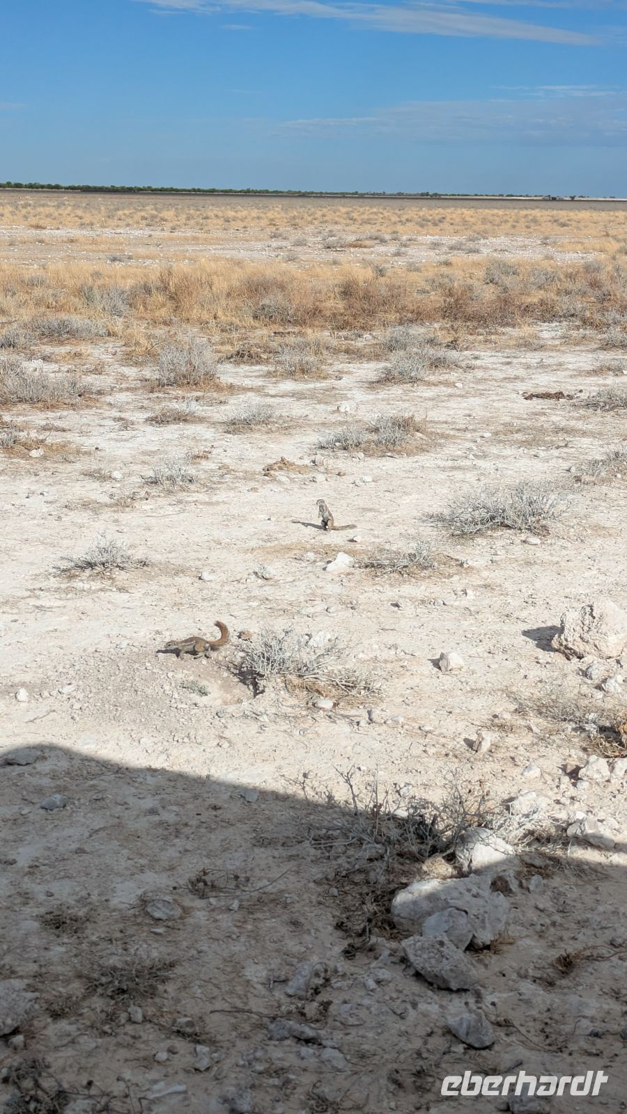 Erdmännchen, Etosha Nationalpark