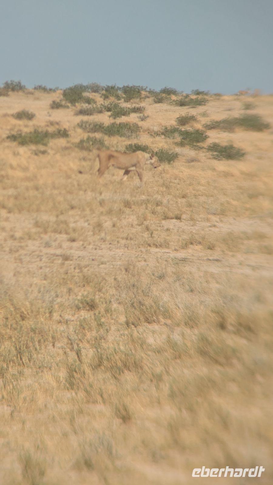 Löwen, Etosha Nationalpark