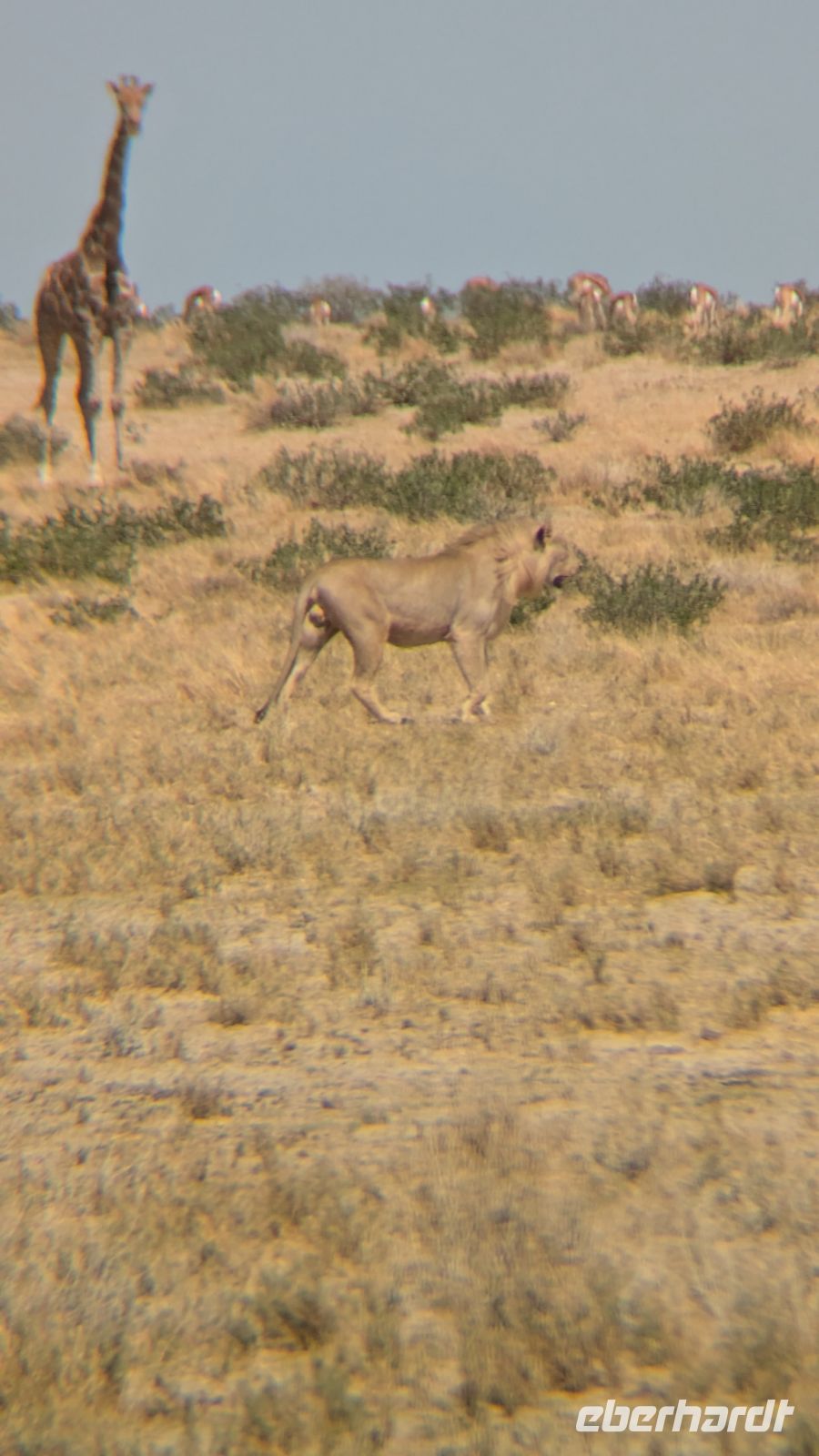 Löwen und Giraffe, Etosha Nationalpark