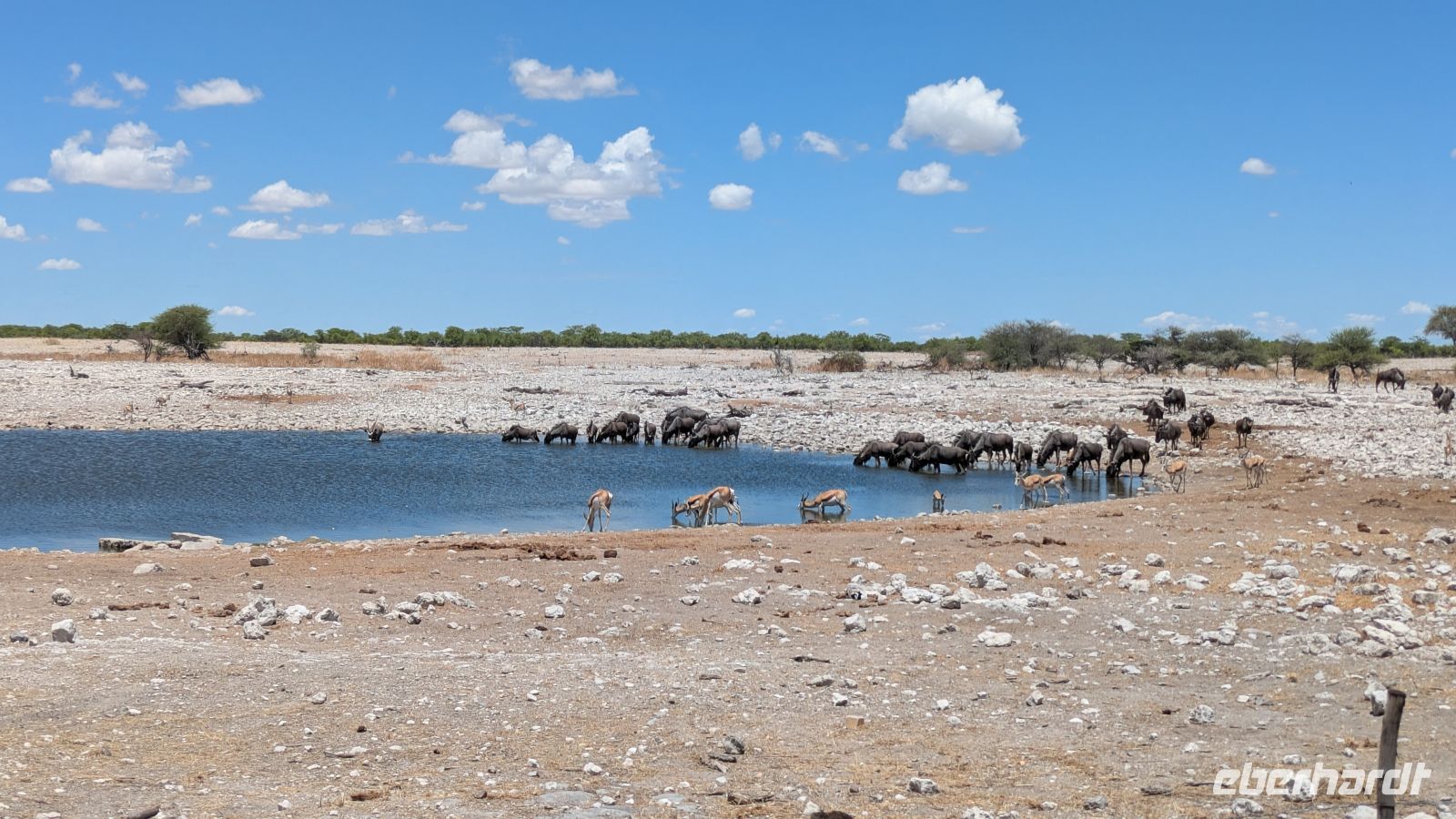 Springböcke und Gnus am Wasserloch, Etosha Nationalpark