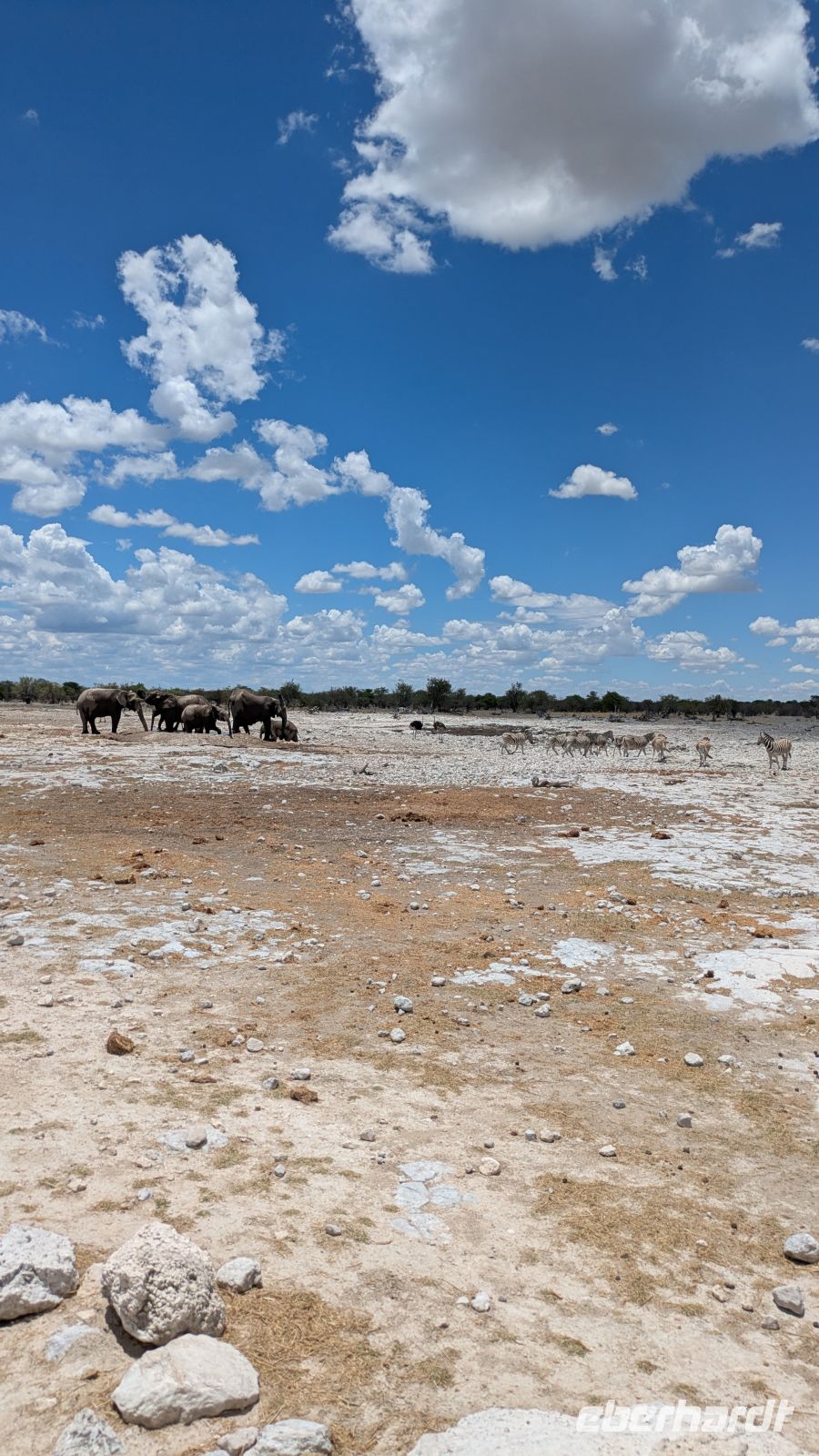 Elefanten und Zebra streiten um das Wasserloch, Etosha Nationalpark