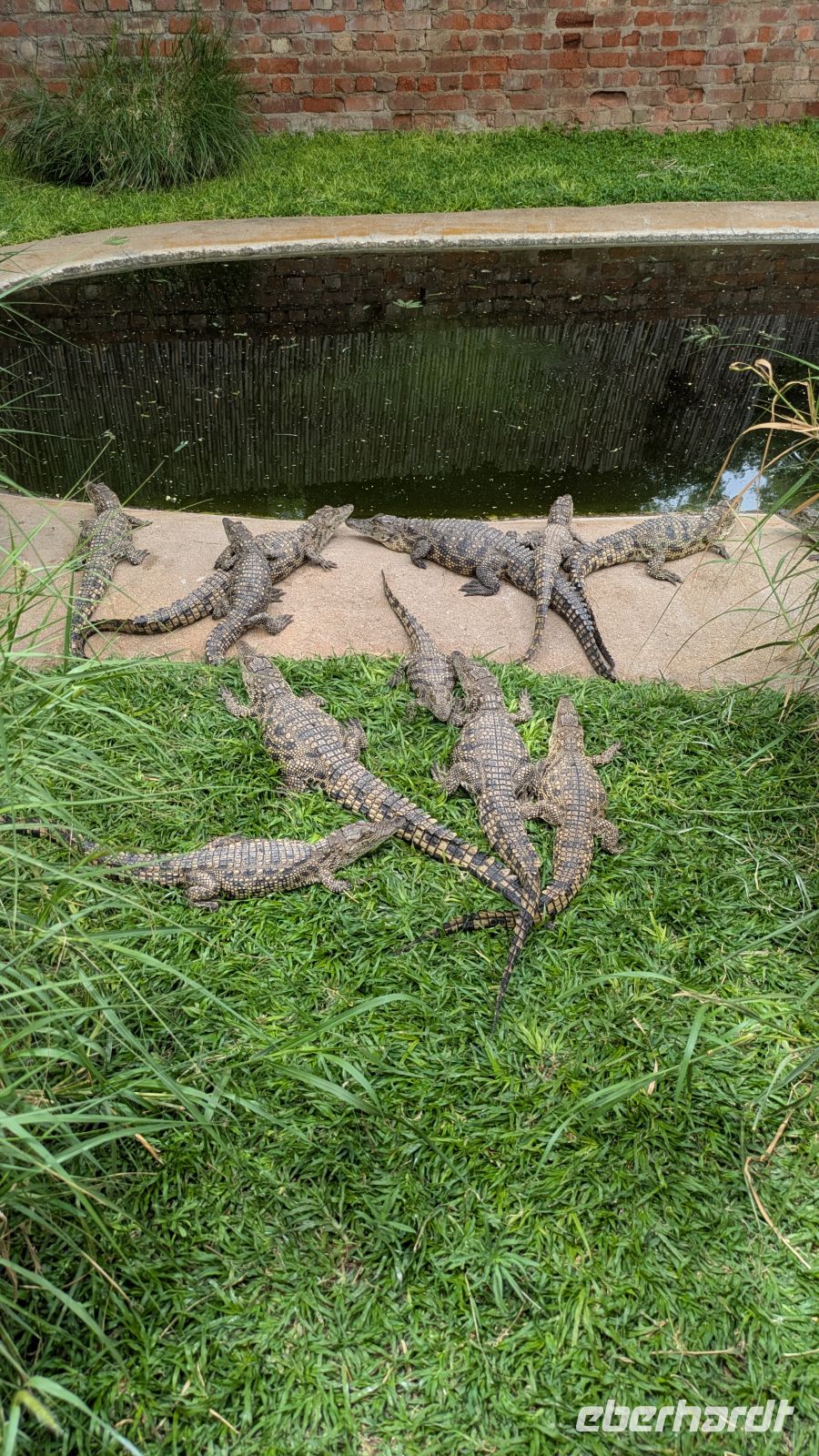 Krokodil Farm Otjiwarongo