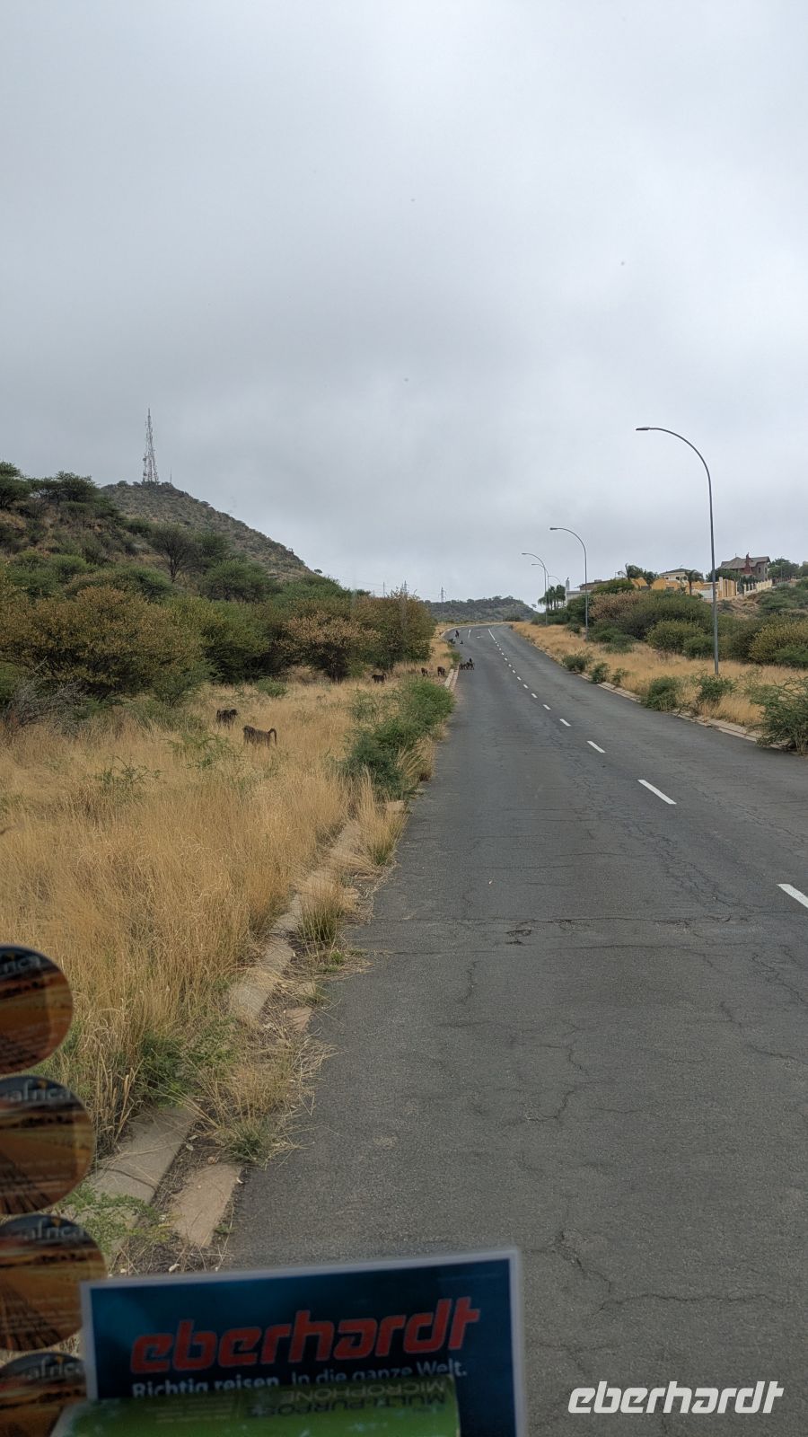 Pavianfamilie mitten auf der Straße, Windhoek