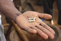 Kaffeeanbau beim Kilasiya Wasserfall Projekt