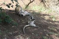 Im Lake Manyara Nationalpark