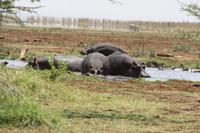 Hippo-Pool im Lake Manyara Nationalpark