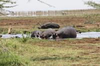 Hippo-Pool im Lake Manyara Nationalpark