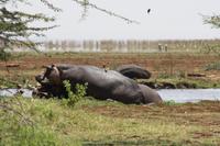 Hippo-Pool im Lake Manyara Nationalpark