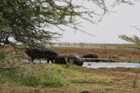 Hippo-Pool im Lake Manyara Nationalpark