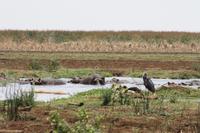 Hippo-Pool im Lake Manyara Nationalpark