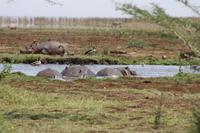 Hippo-Pool im Lake Manyara Nationalpark