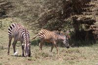 Im Lake Manyara Nationalpark