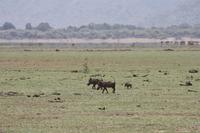 Wareznschweine im Lake Manyara Nationalpark