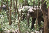 Elefanten im Lake Manyara Nationalpark
