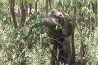Elefanten im Lake Manyara Nationalpark