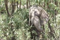 Elefanten im Lake Manyara Nationalpark