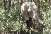 Elefanten im Lake Manyara Nationalpark