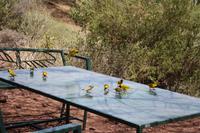 Besucher beim Picknick im Lake Manyara Nationalpark - Dorfweber