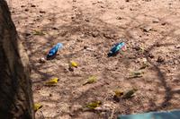 Besucher beim Picknick im Lake Manyara Nationalpark - Dorfweber u Glanzstare
