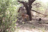 Impala im Lake Manyara Nationalpark