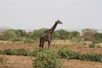 Im Lake Manyara Nationalpark