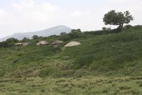 Bomas - typische Unterkünfte der Massai