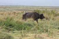 Büffel im Ngorongoro Crater