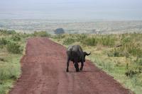 Büffel im Ngorongoro Crater