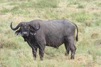 Büffel im Ngorongoro Crater