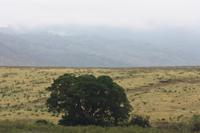 Im Ngorongoro Crater