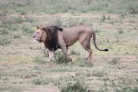 Löwen-Männchen im Ngorongoro Crater