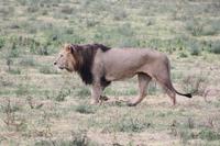 Löwen-Männchen im Ngorongoro Crater