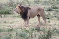 Löwen-Männchen im Ngorongoro Crater