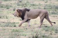 Löwen-Männchen im Ngorongoro Crater