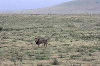 Löwen-Männchen im Ngorongoro Crater