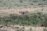 Löwen-Weibchen im Ngorongoro Crater