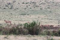 Löwen-Familie im Ngorongoro Crater